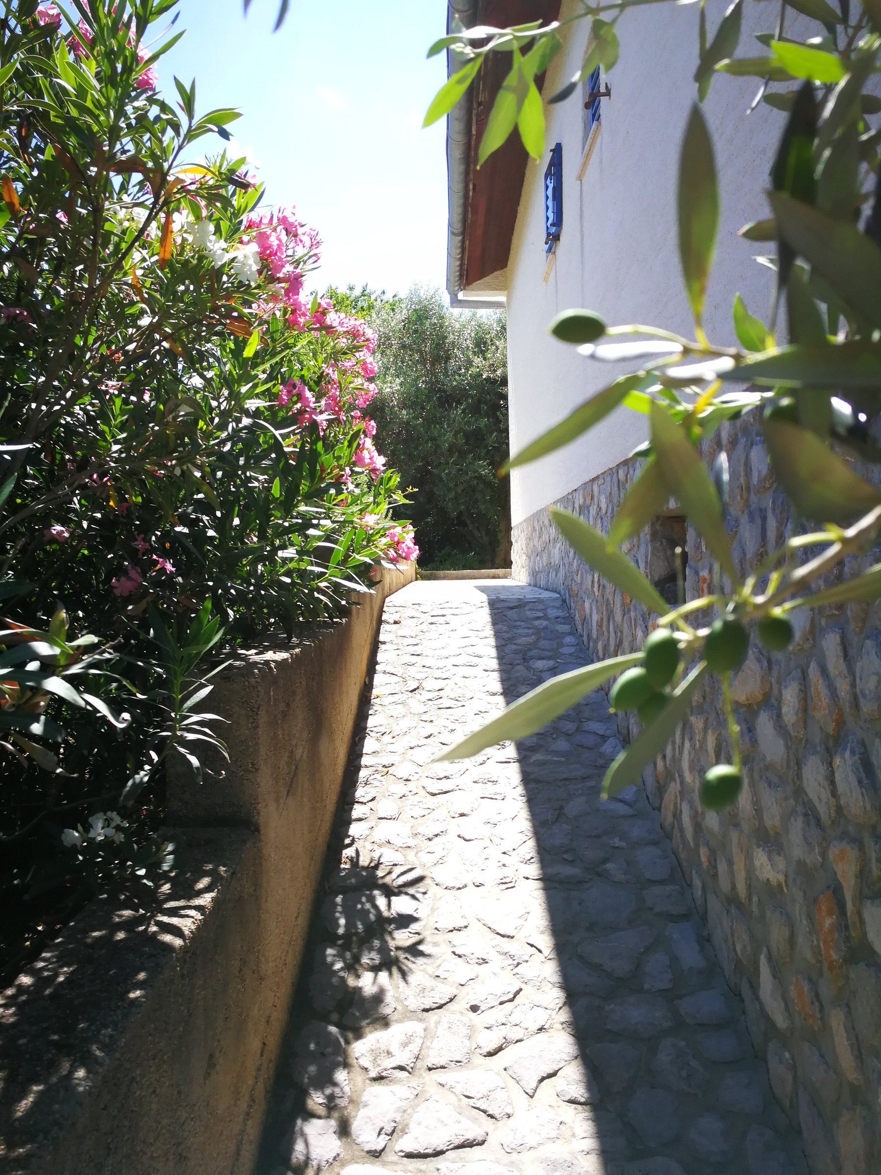 Stone-paved entrance path to the EcoHouse with pink oleander along the wall