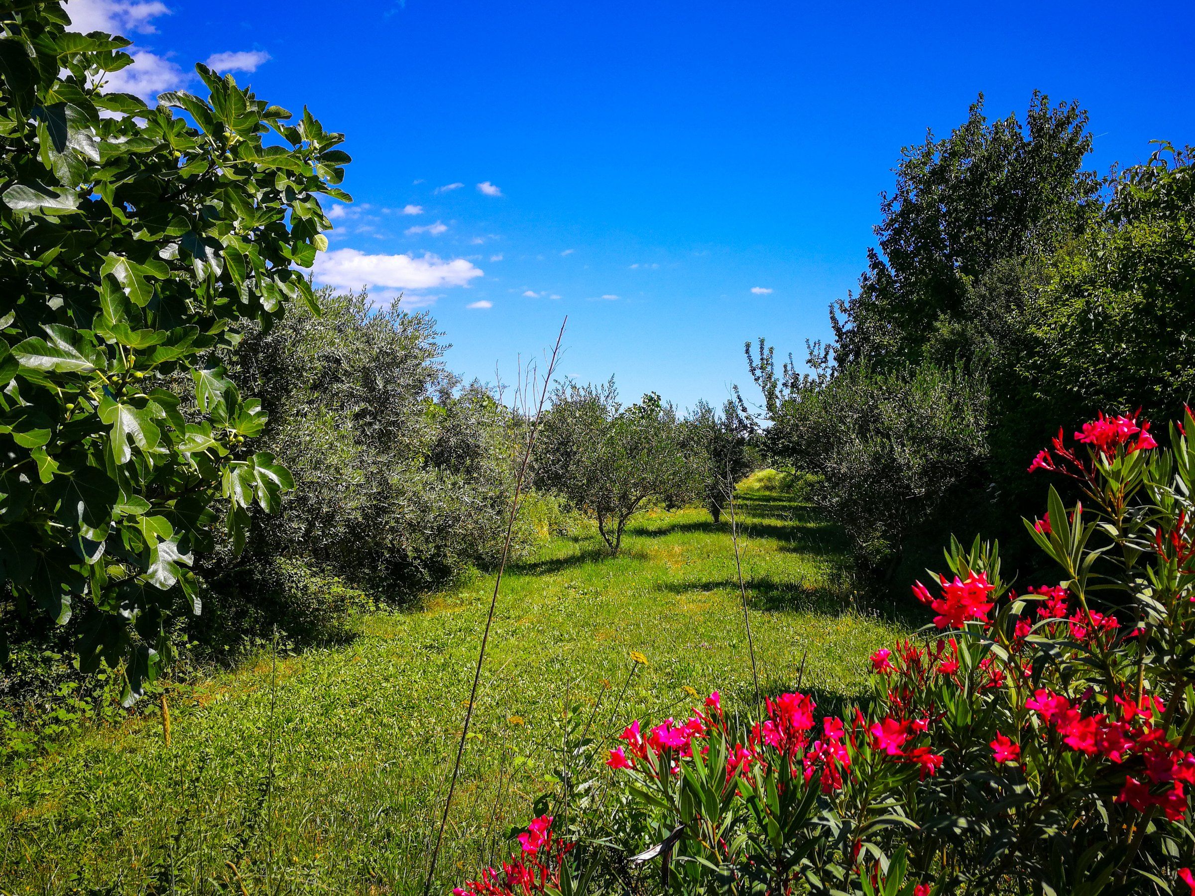Garden path between olive trees and red oleander under a blue sky