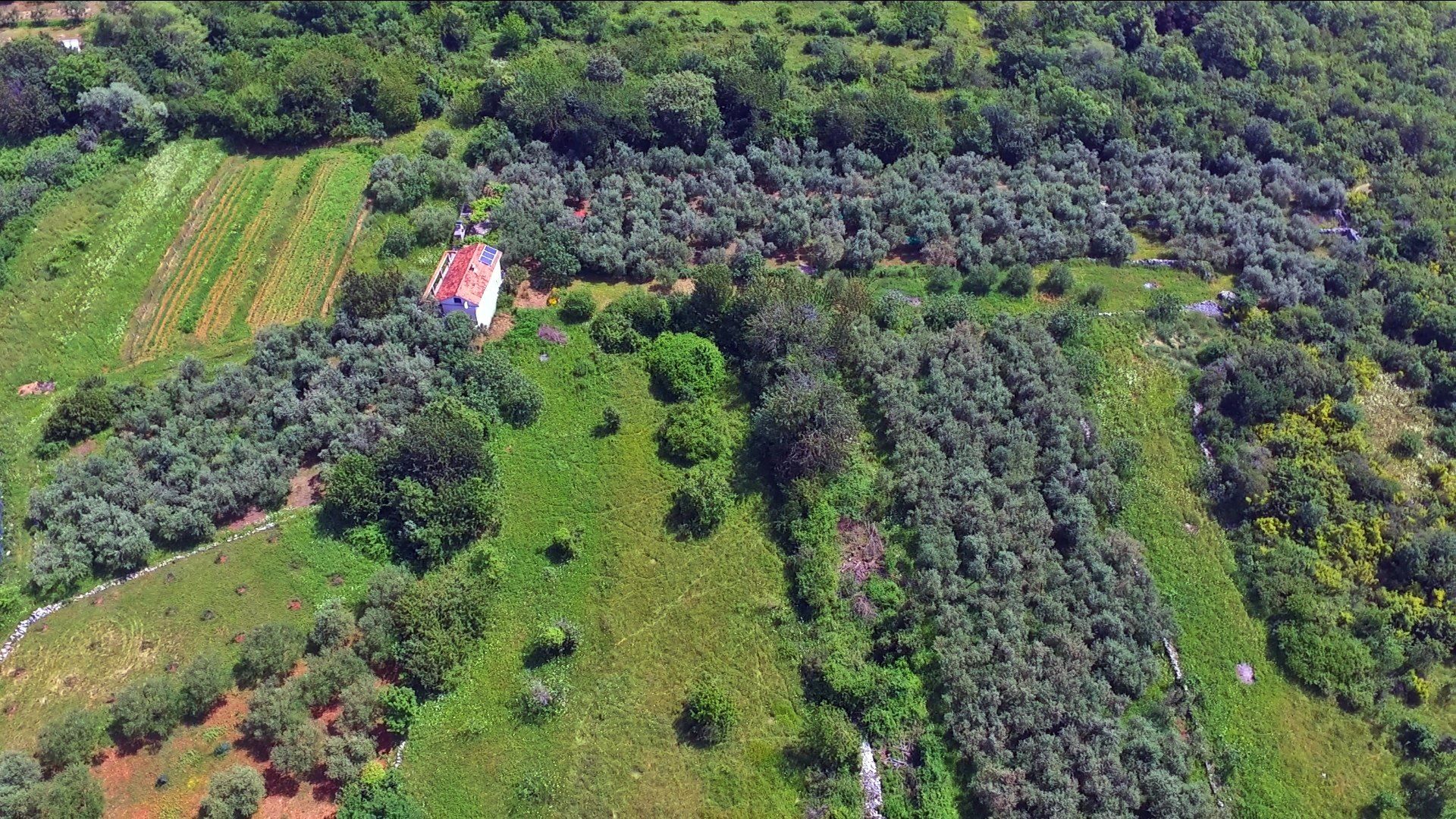 Aerial view of the Oliveglia olive grove in Polje, rows of olive trees between green fields