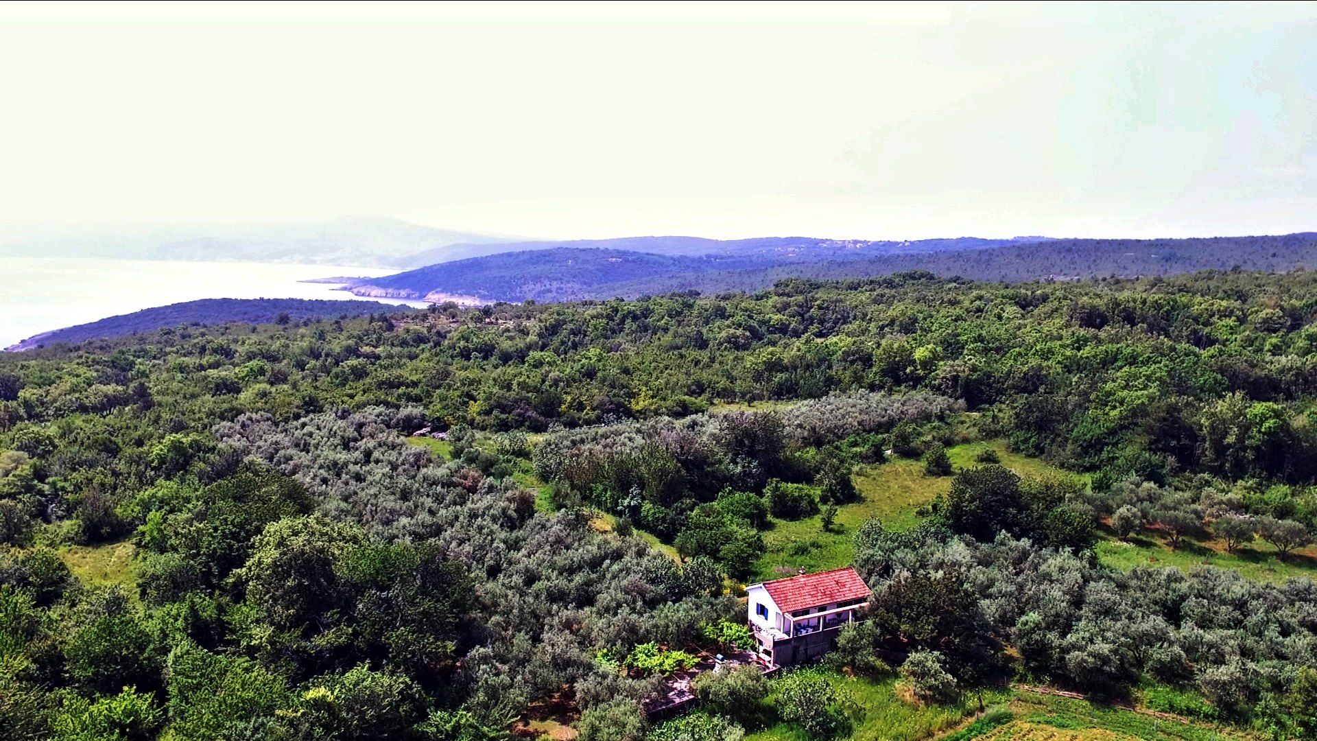 The olive grove from the air with the EcoHouse among the trees and the sea and mainland coast behind